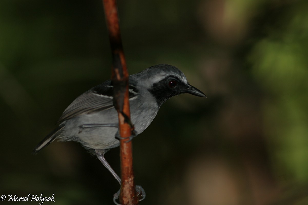 Black-faced Antbird - Marcel Holyoak