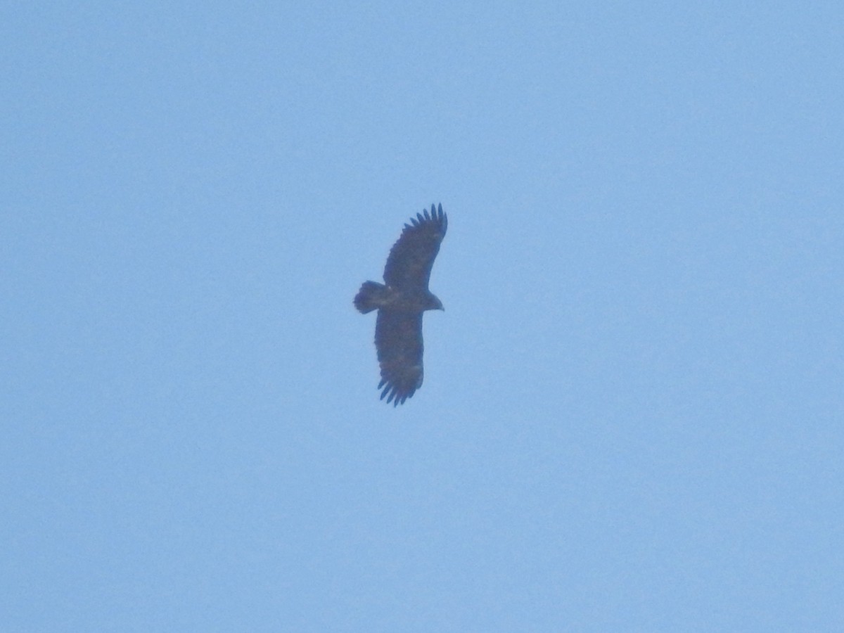 Greater Spotted Eagle - ML540043881