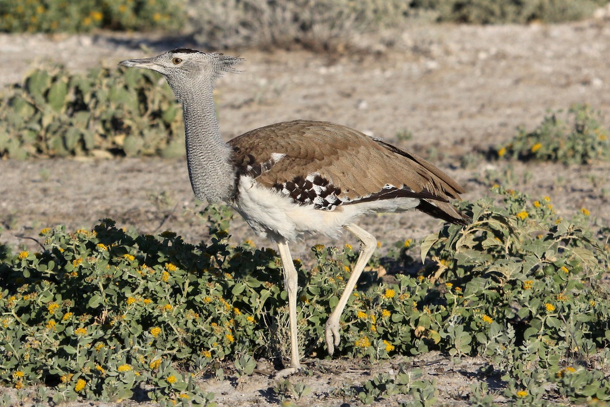 Kori Bustard - ML54004391