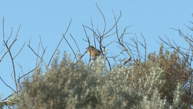 Güneyli Emubülbülü - ML540044221