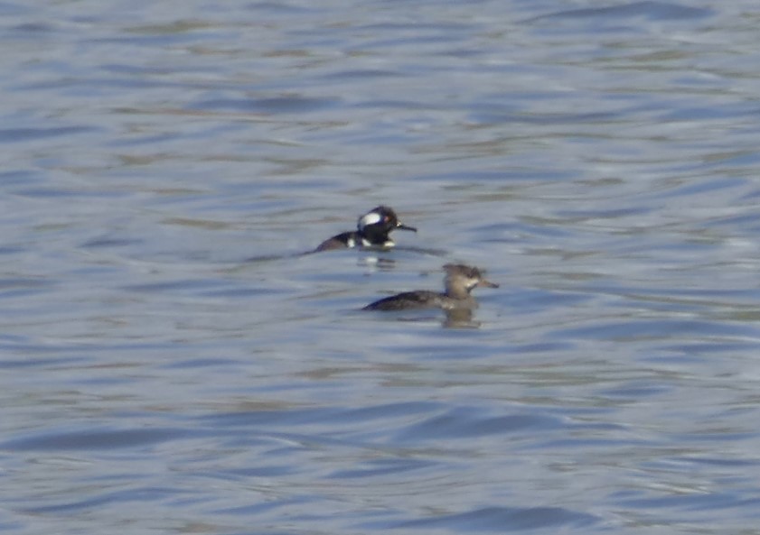 Hooded Merganser - ML540045311