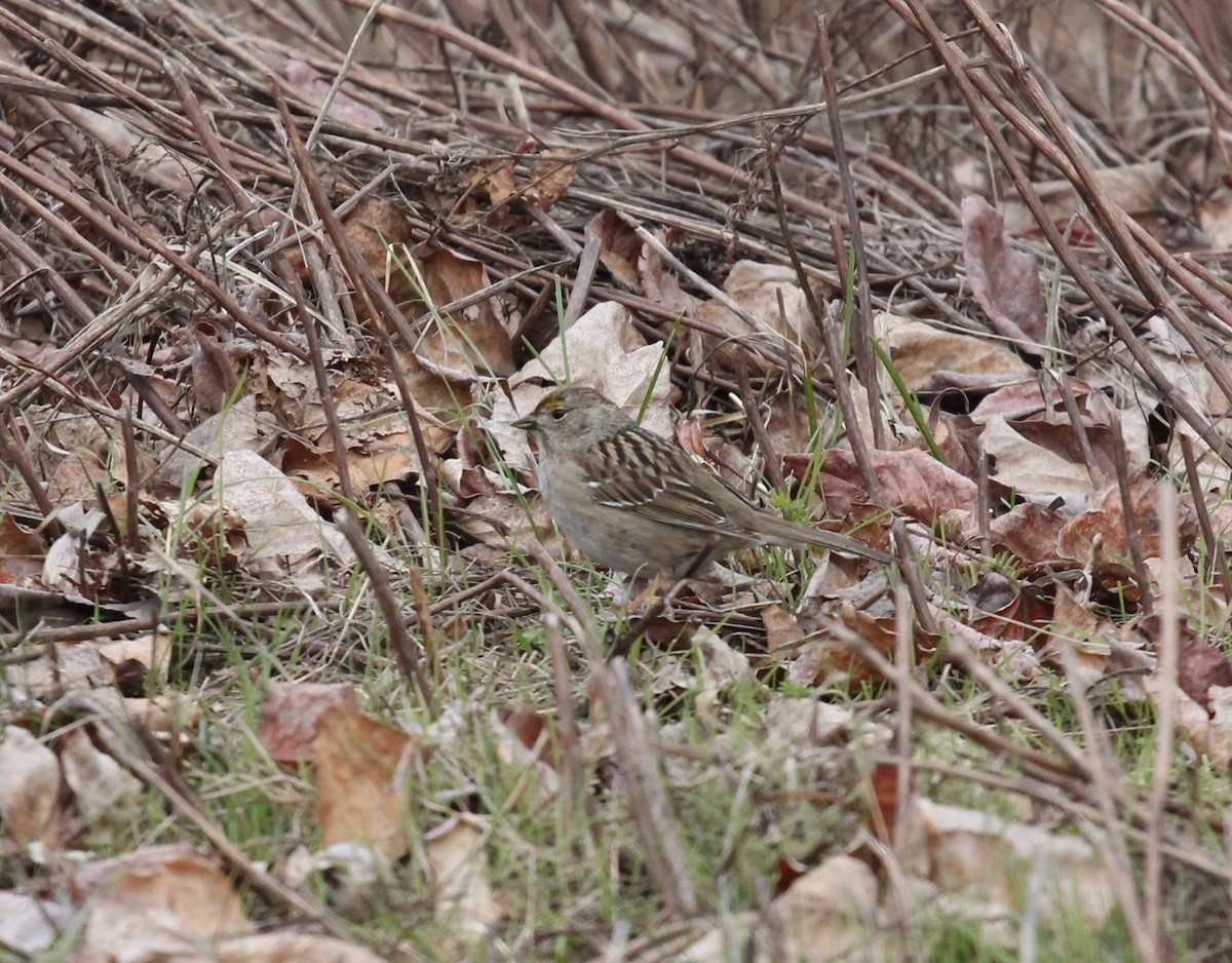 Golden-crowned Sparrow - Nicole Ure