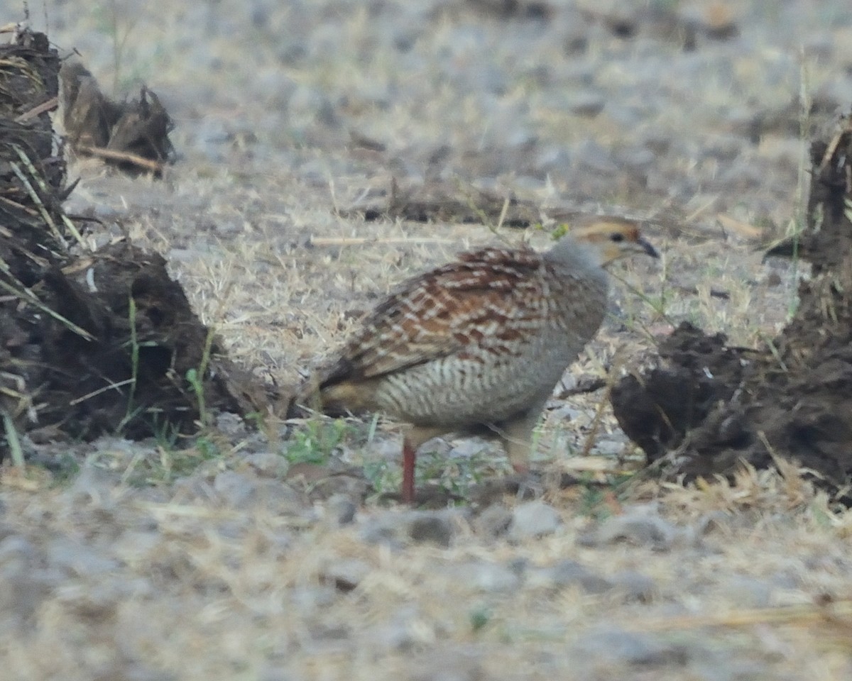 Gray Francolin - ML540046041