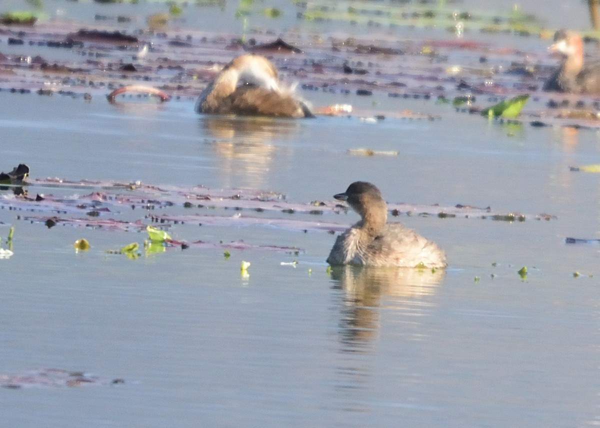 Little Grebe - Kiron Vijay