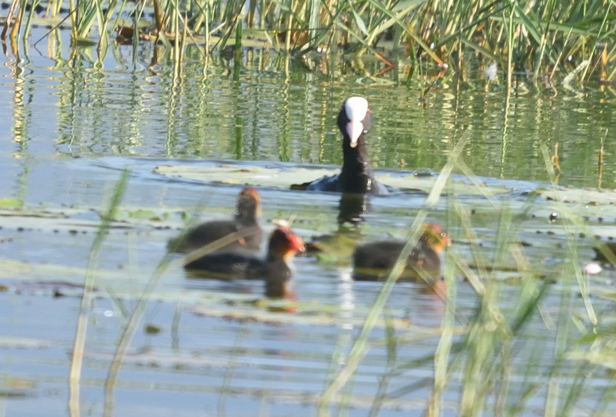 Eurasian Coot - Kiron Vijay