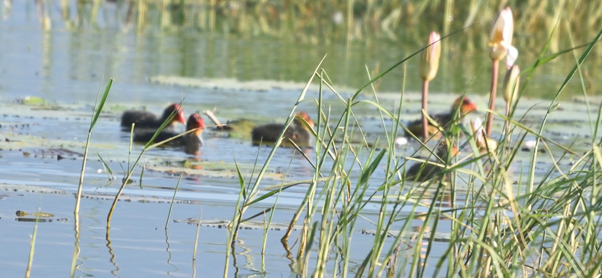 Eurasian Coot - Kiron Vijay