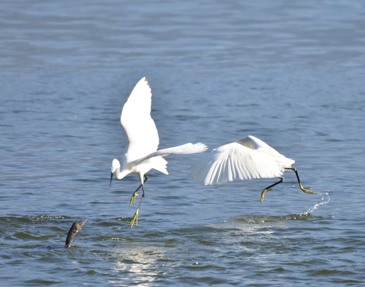 Little Egret - ML540046961