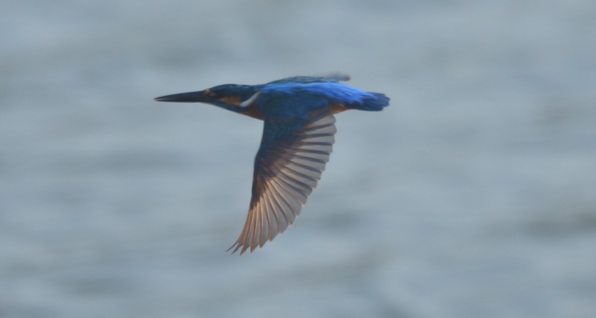 Common Kingfisher - Kiron Vijay