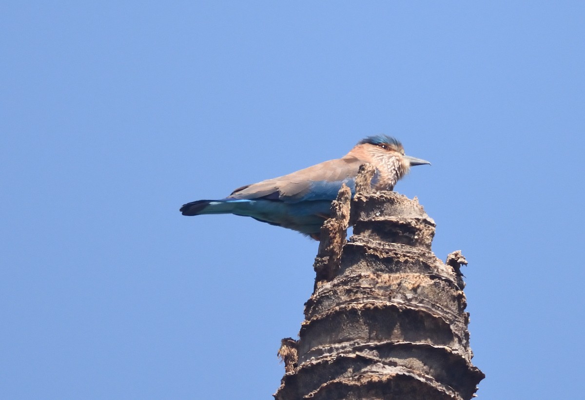 Indian Roller - Kiron Vijay