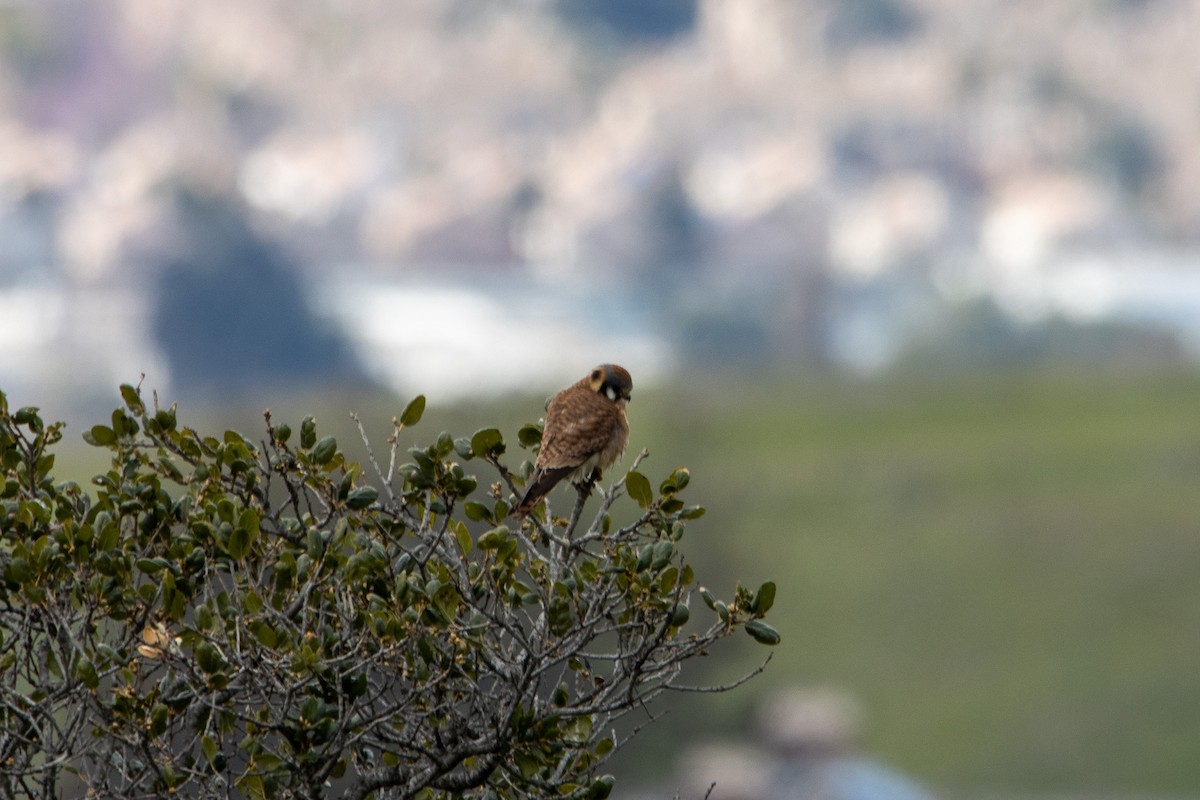 American Kestrel - ML540047481