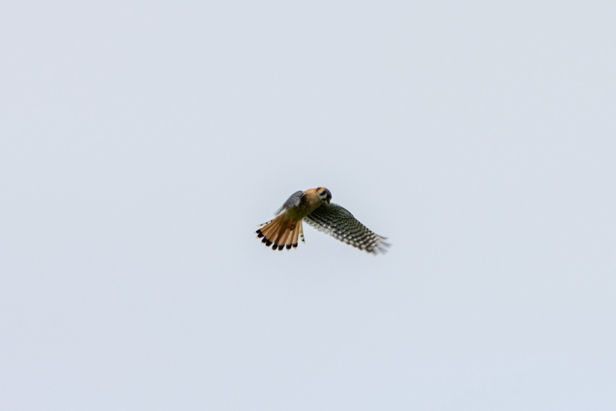 American Kestrel - ML540047661