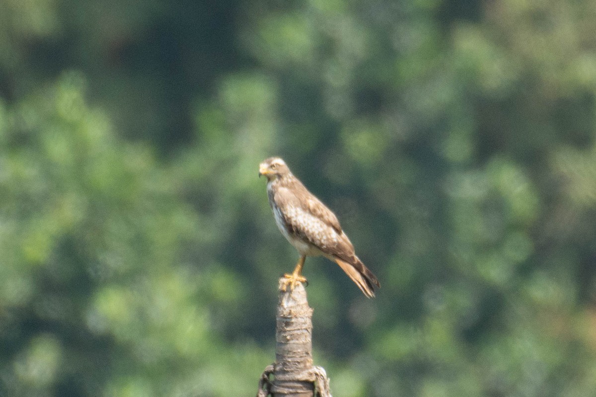 White-eyed Buzzard - ML540049851