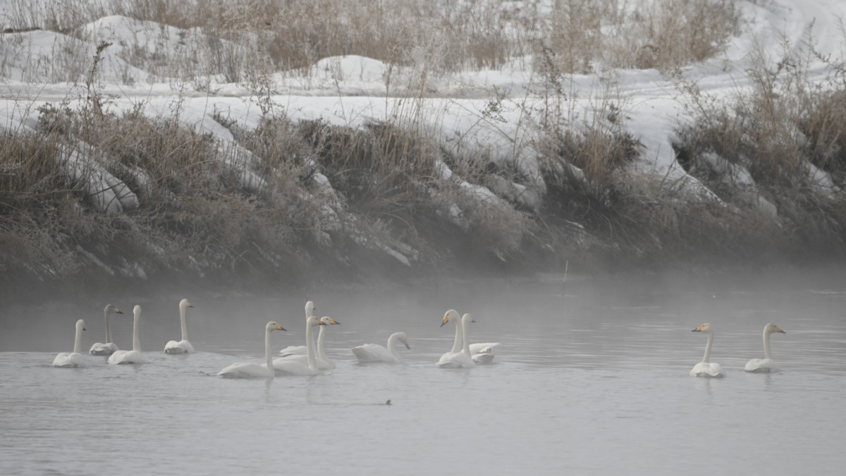 Whooper Swan - ML540050051