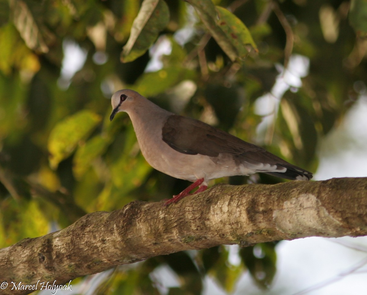 Gray-fronted Dove - ML540050091