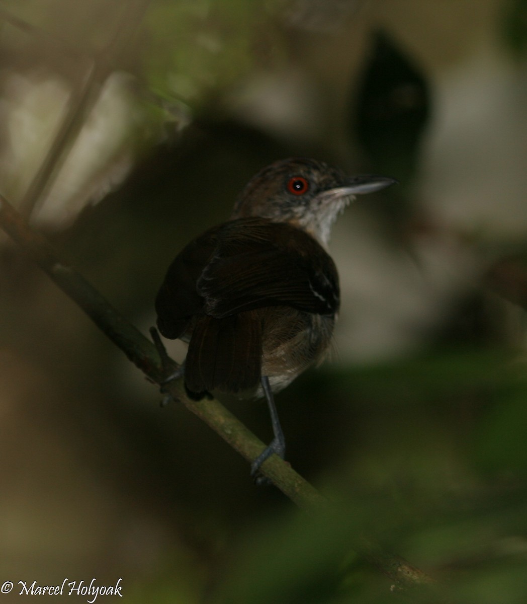 Black-tailed Antbird - ML540051491