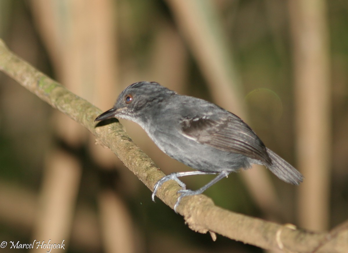 Black-tailed Antbird - ML540051511