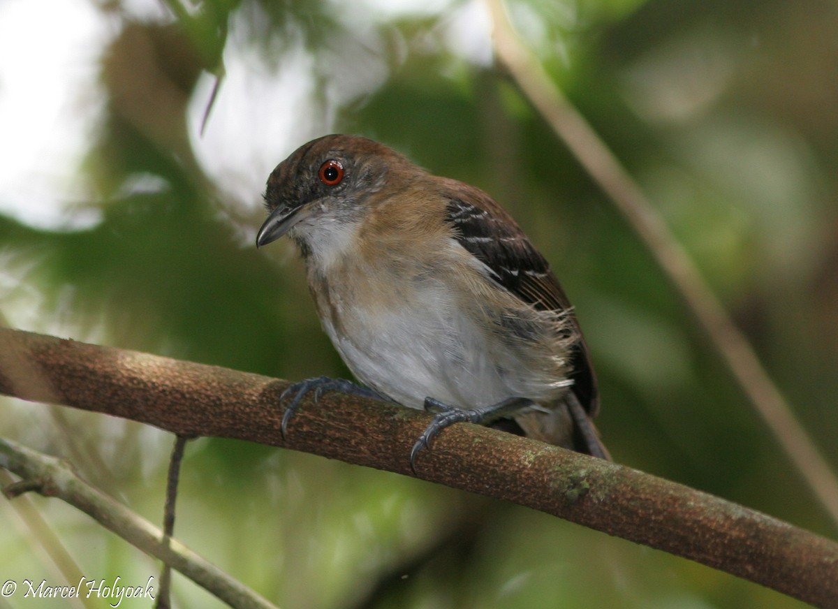 Black-tailed Antbird - Marcel Holyoak