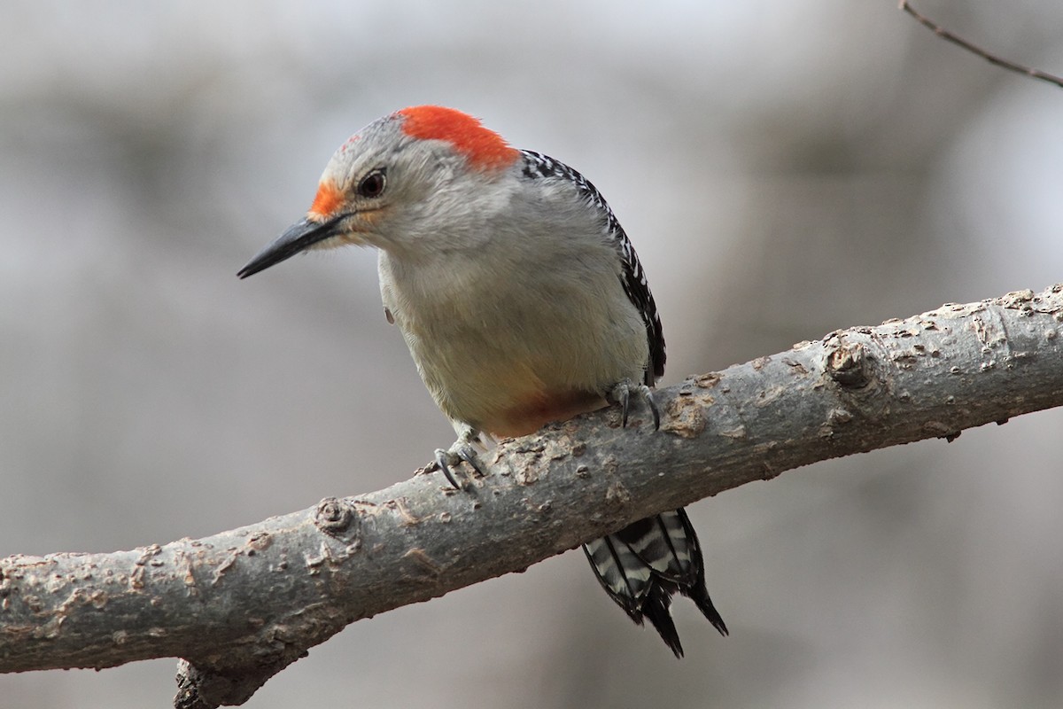 Red-bellied Woodpecker - Joe McAtee