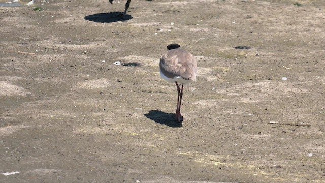 Masked Lapwing - ML540052181