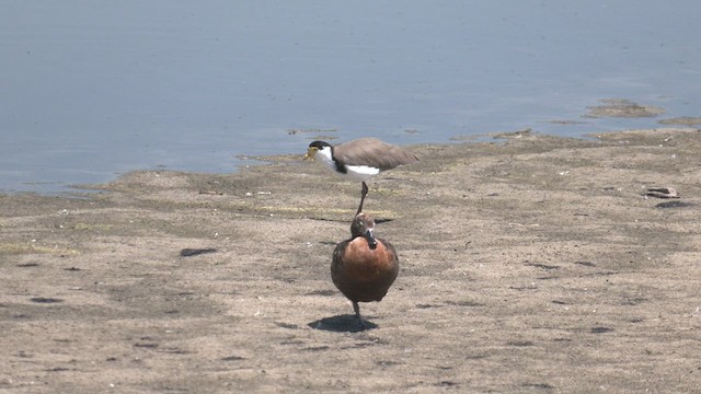 Masked Lapwing - ML540052241