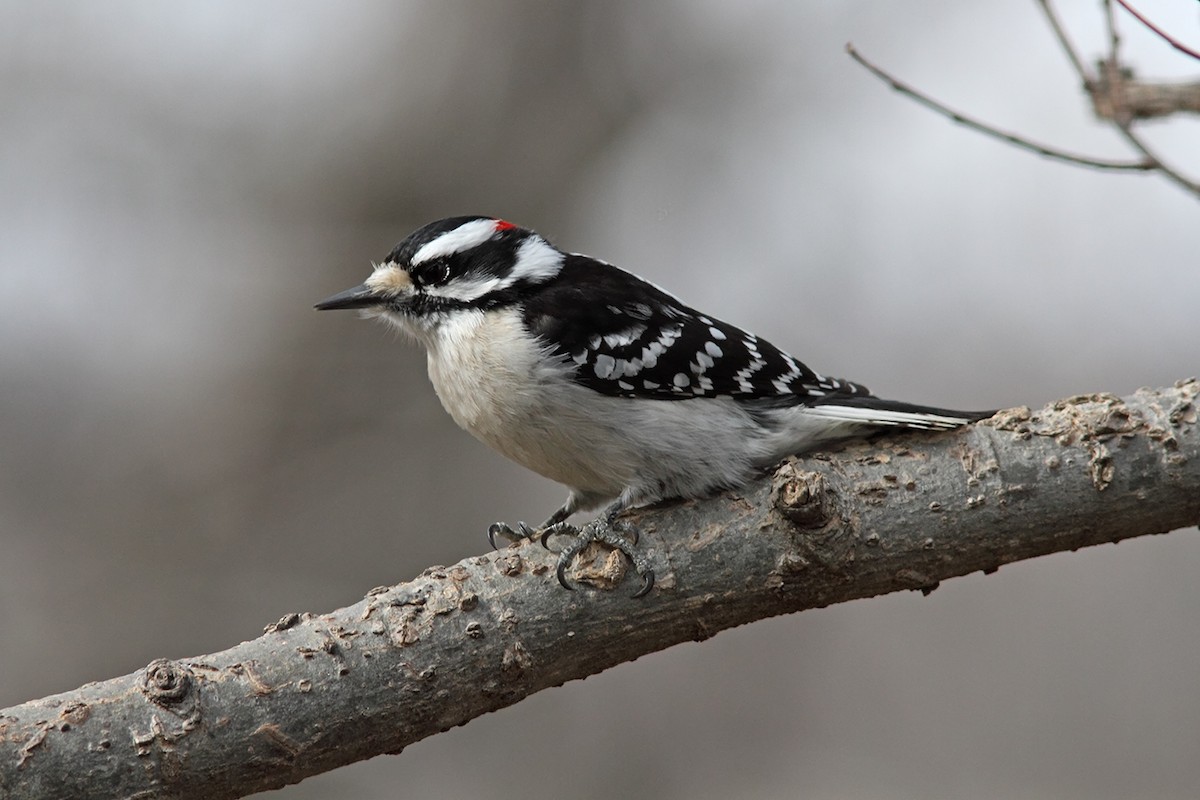 Downy Woodpecker - Joe McAtee