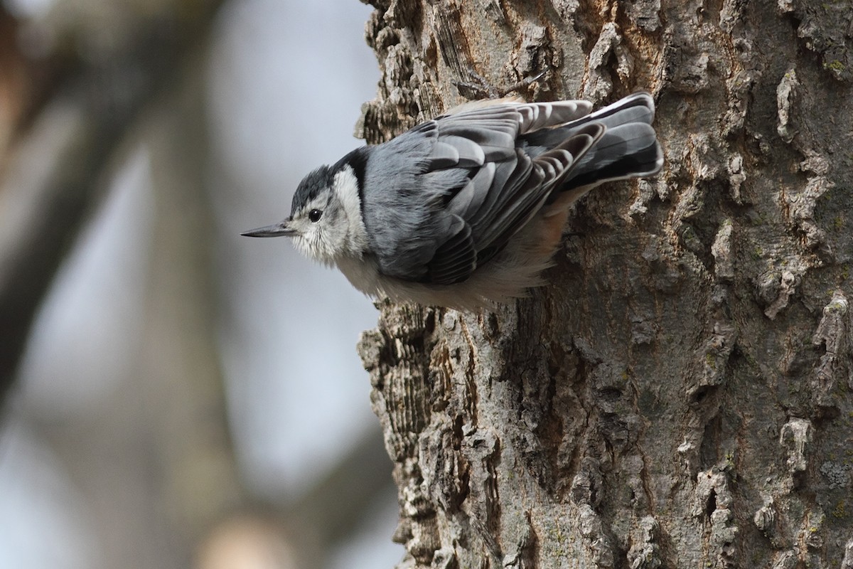 White-breasted Nuthatch - Joe McAtee