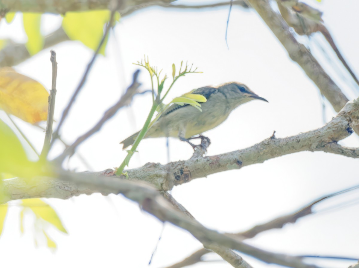 Red-legged Honeycreeper - Ravi Iyengar