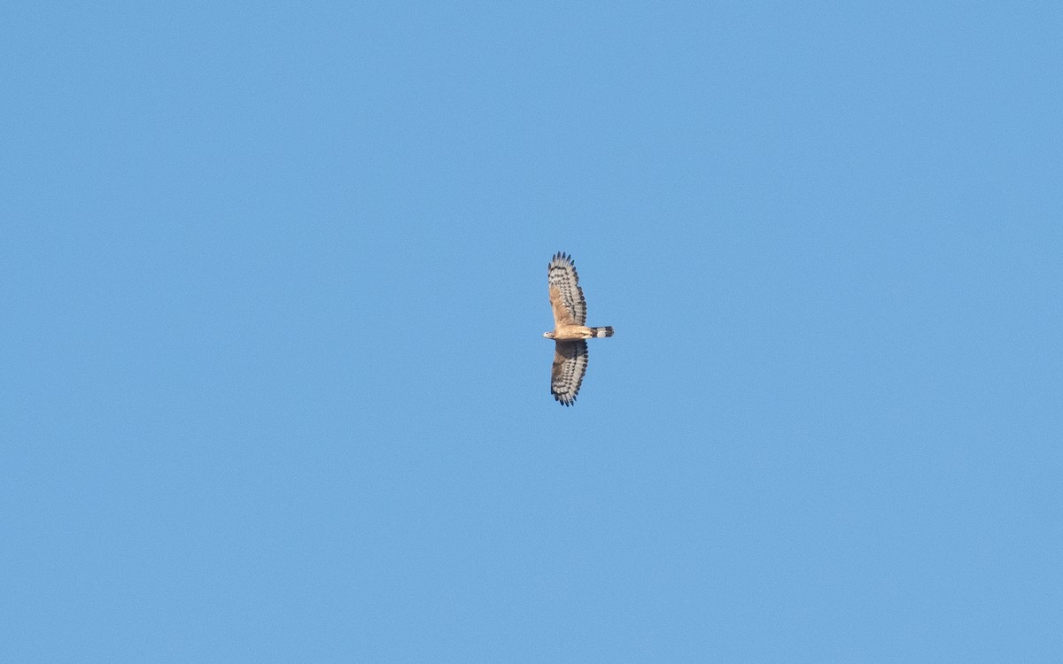 Oriental Honey-buzzard - ML540052691
