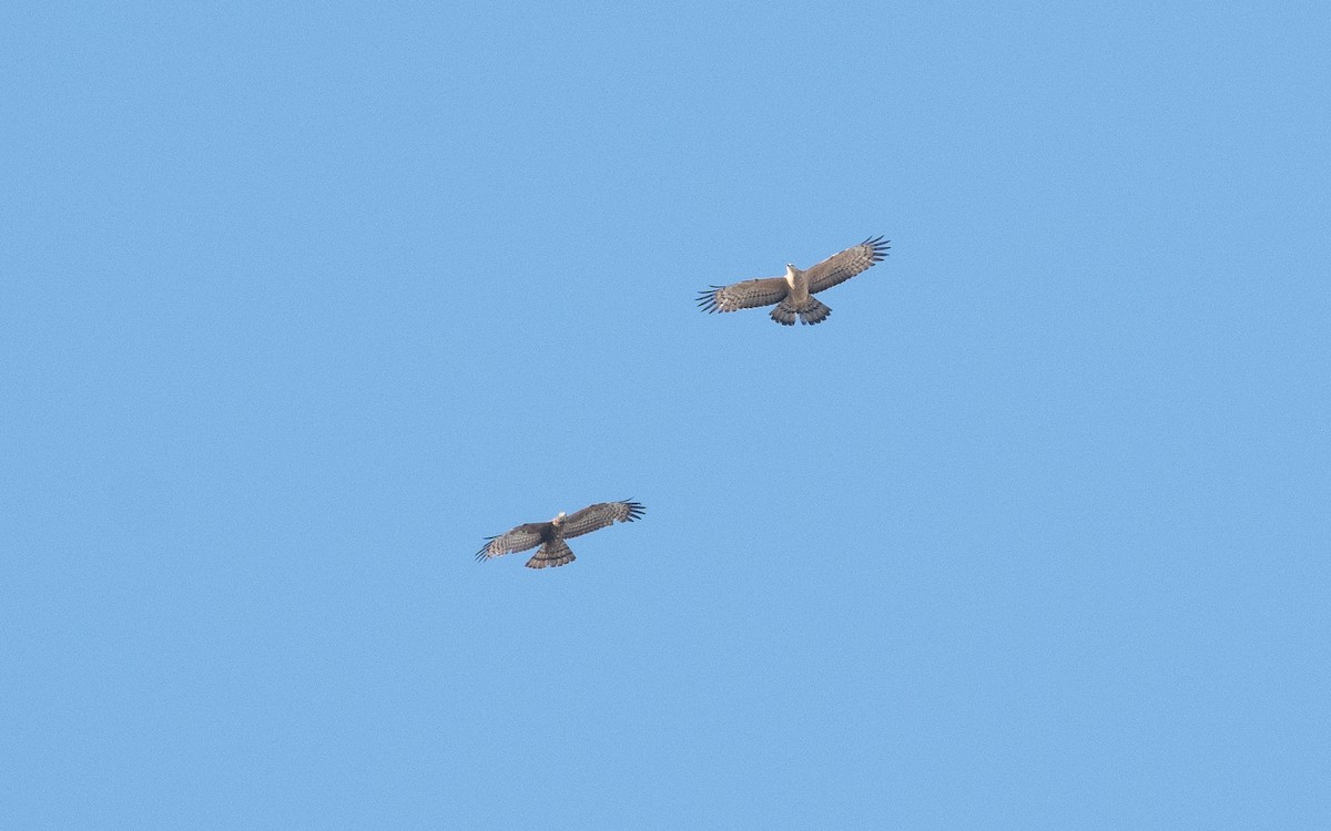 Oriental Honey-buzzard - ML540052701