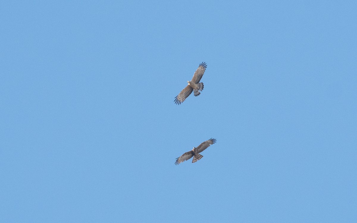Oriental Honey-buzzard - ML540052721