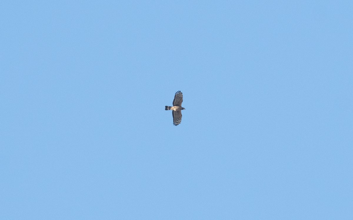 Oriental Honey-buzzard - ML540052731