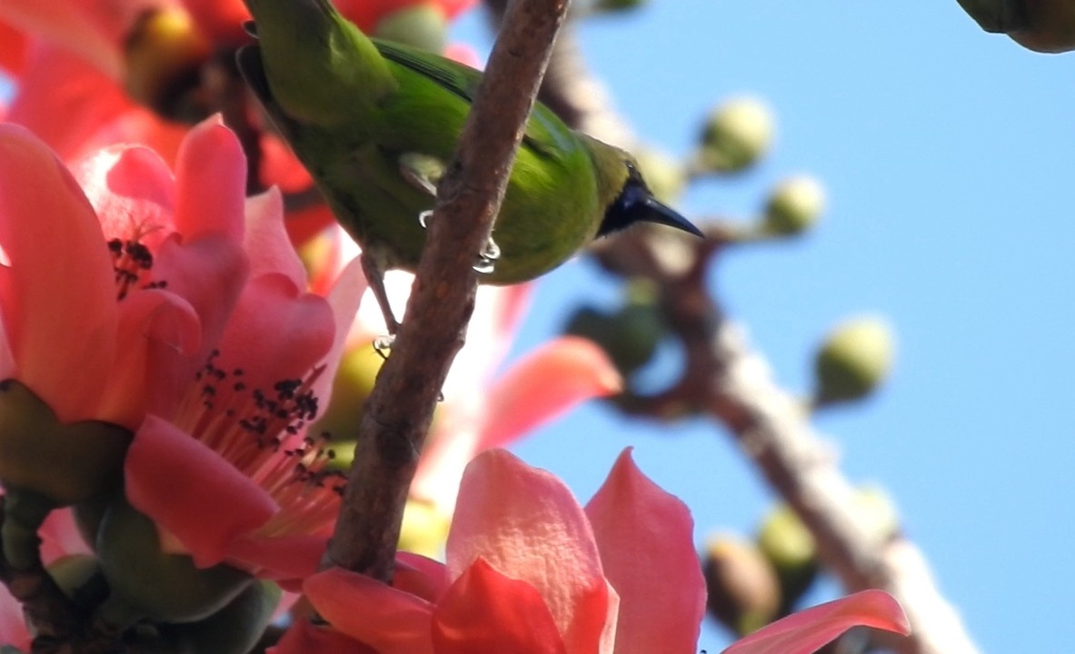 Jerdon's Leafbird - merlynna  mellion