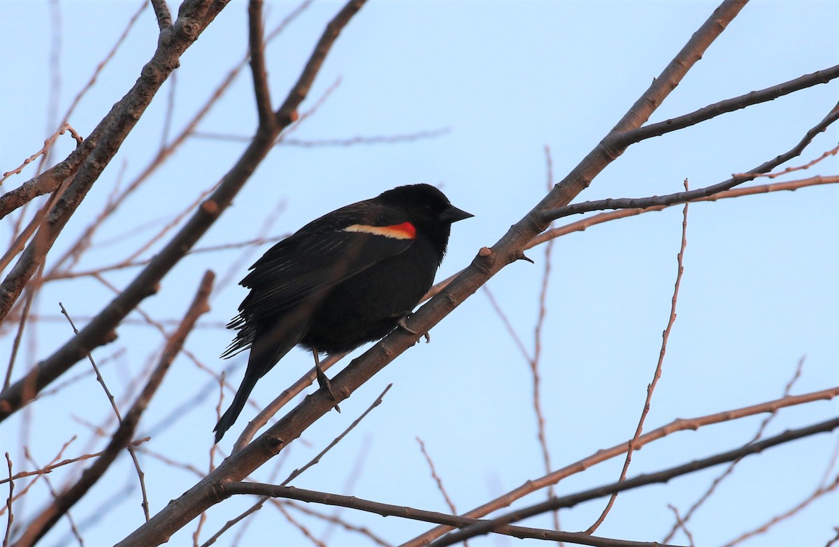 Red-winged Blackbird - ML540053631