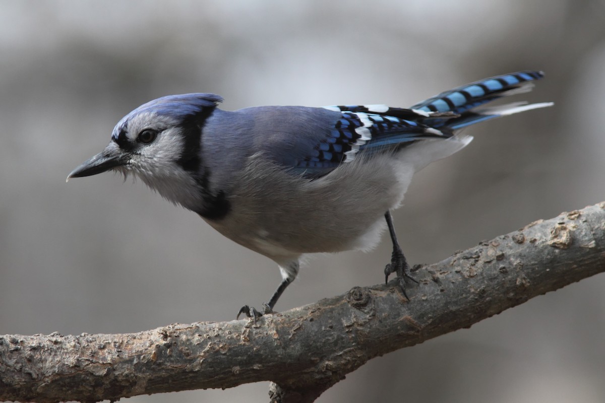 Blue Jay - Joe McAtee