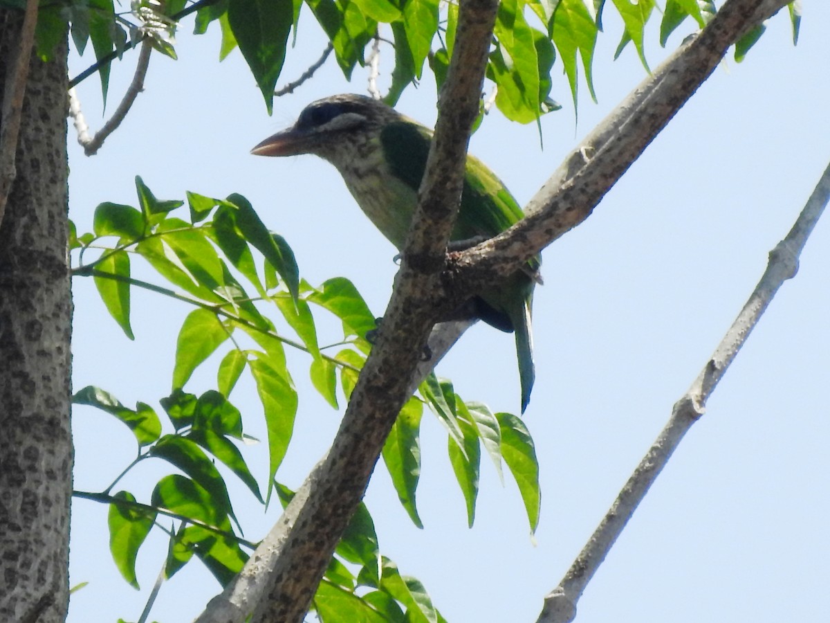 White-cheeked Barbet - ML540054251