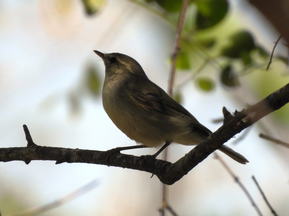 Green/Greenish Warbler - ML540054491