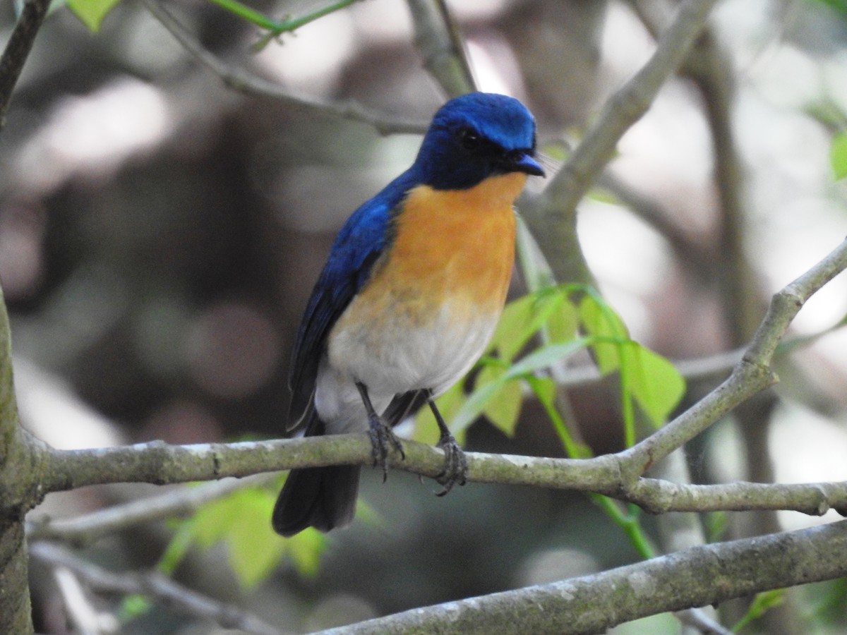 Tickell's Blue Flycatcher - merlynna  mellion