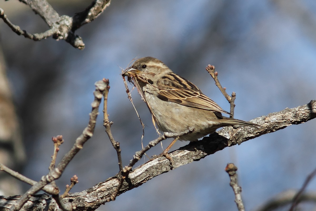 Moineau domestique - ML540055731