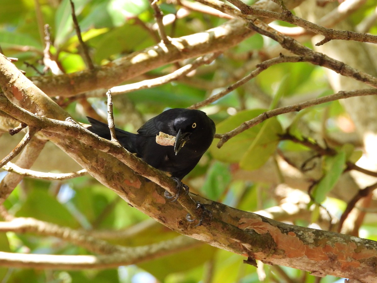 Carib Grackle - ML540055921