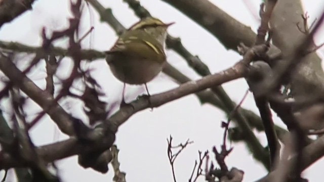 Pallas's Leaf Warbler - ML540056421