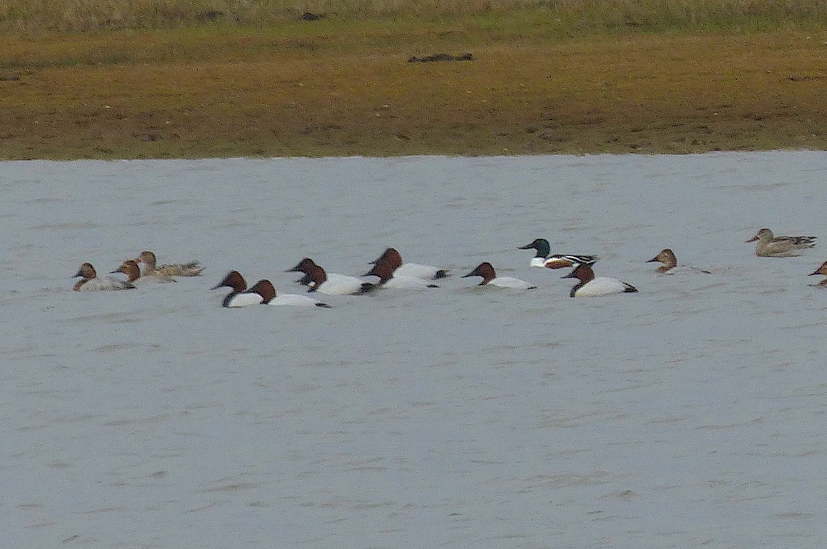 Canvasback - ML540056971