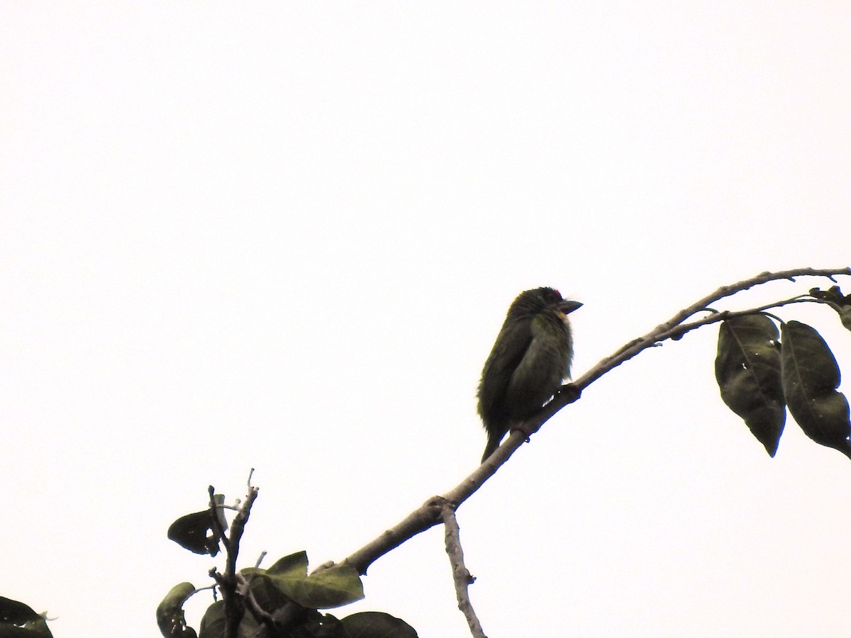 Malabar Barbet - merlynna  mellion