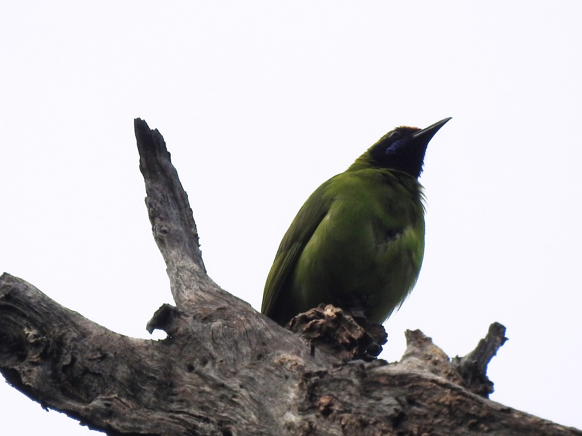 Jerdon's Leafbird - merlynna  mellion