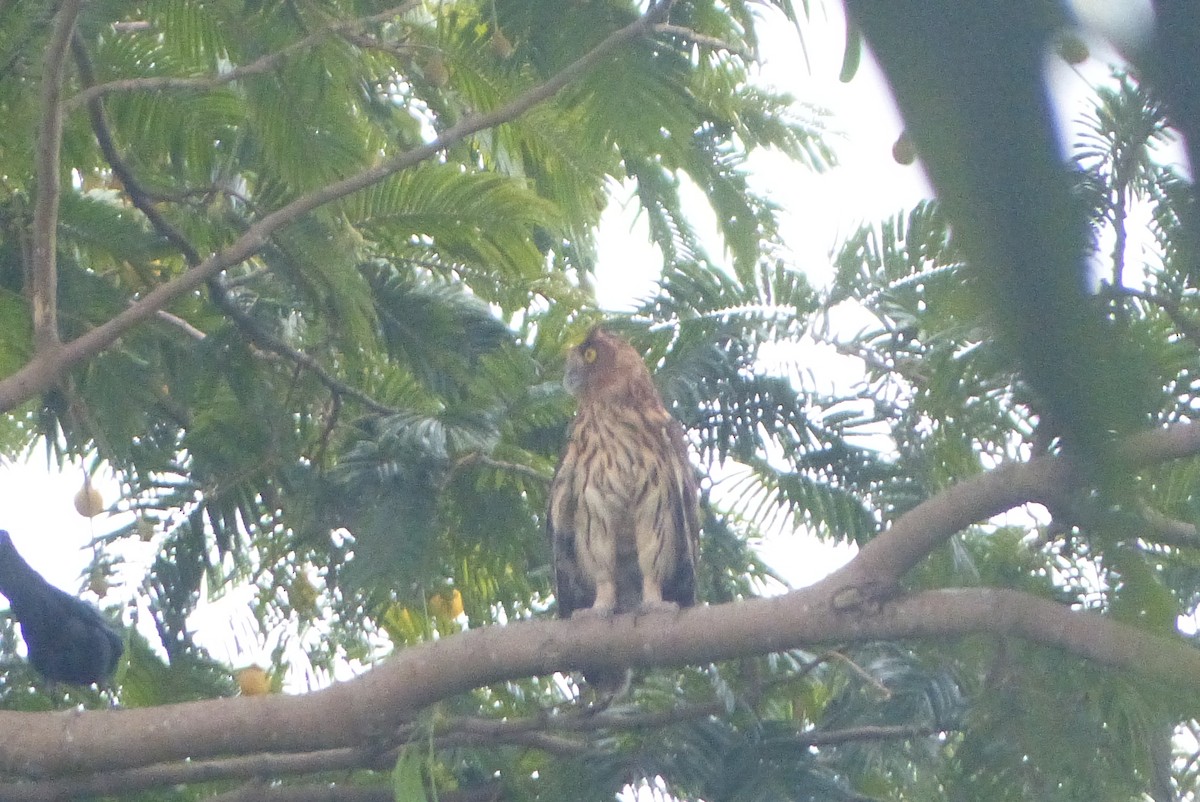 Philippine Eagle-Owl - ML540057461