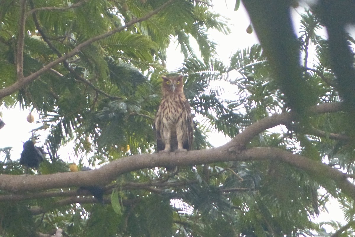 Philippine Eagle-Owl - ML540057471