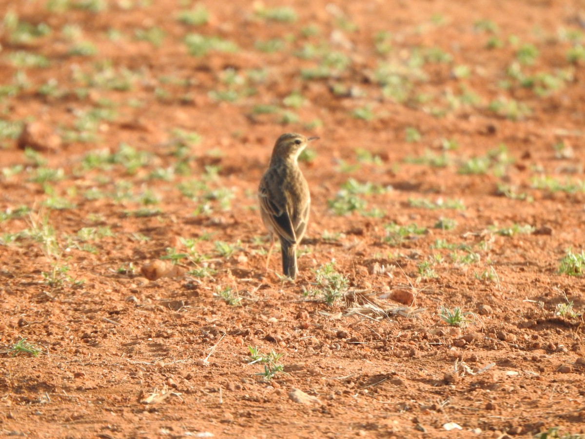 Bisbita (Anthus) sp. - ML540057921