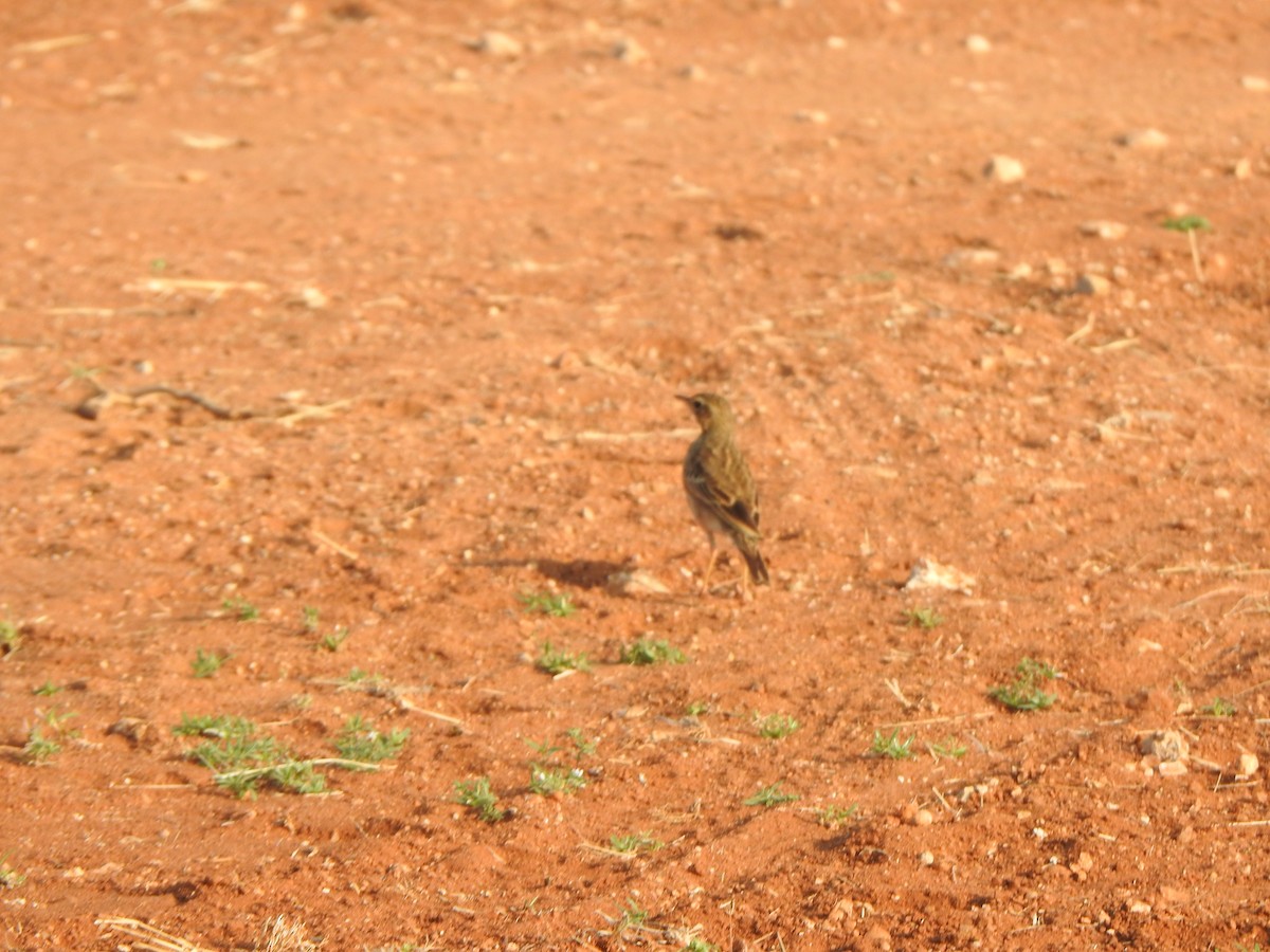 tanımsız Anthus sp. - ML540057931