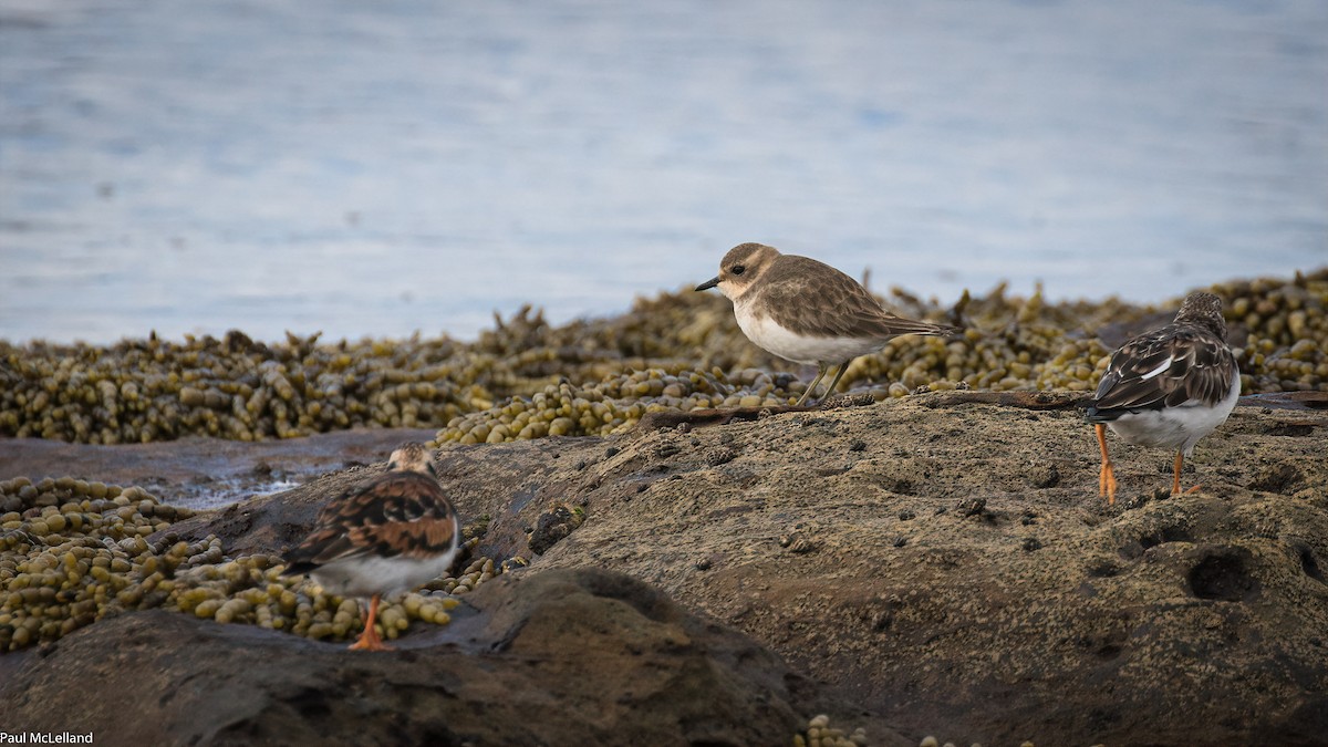 Double-banded Plover - ML540059891