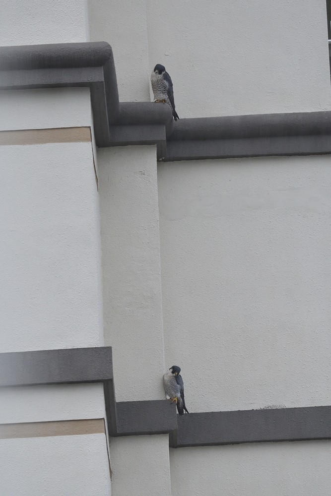 Peregrine Falcon - ML54006021