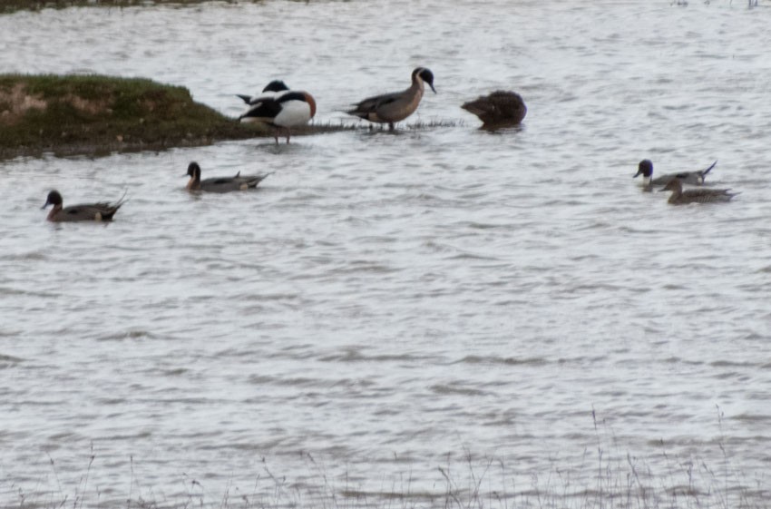 Northern Pintail - Miguel A G M